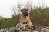 CANE CORSO 157